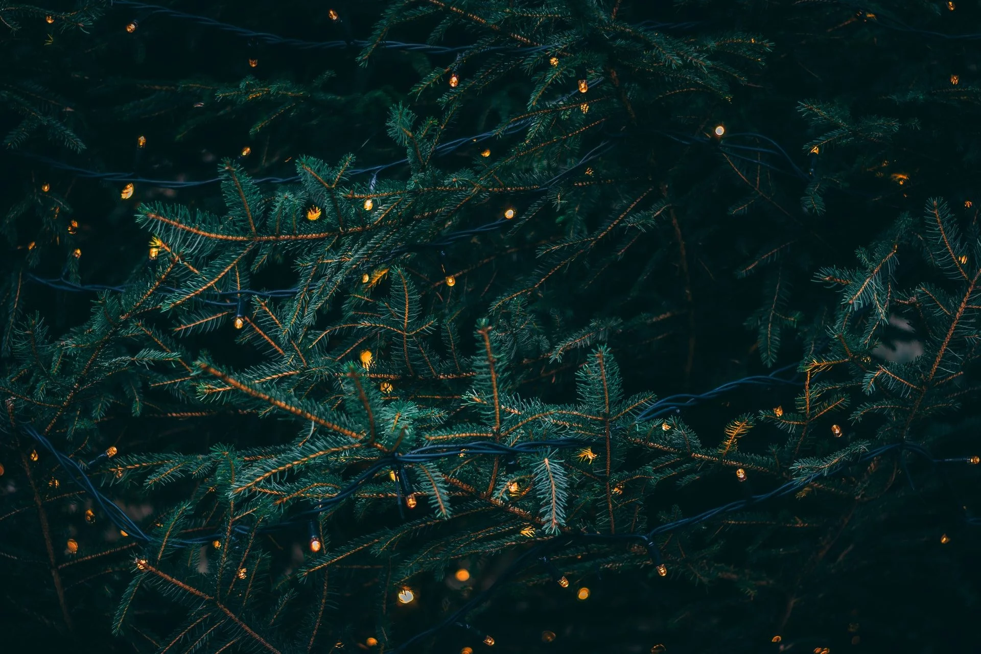 Firmenheiligabend - Weihnachtsbaum