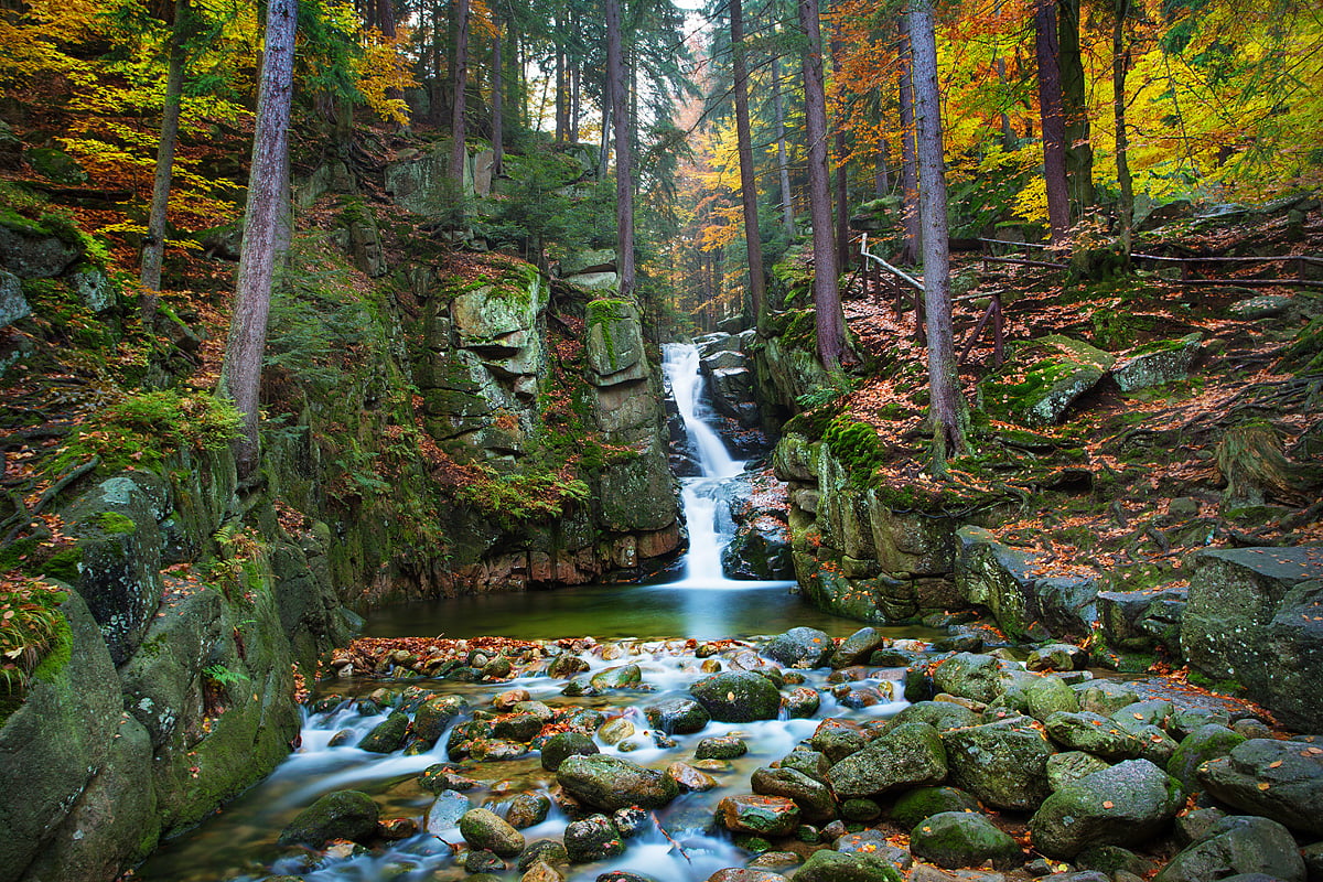 Karkonosze forests