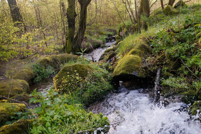 Ein Wildbach in Karpacz, ein Gebirgsfluss, ein rauschender Bach