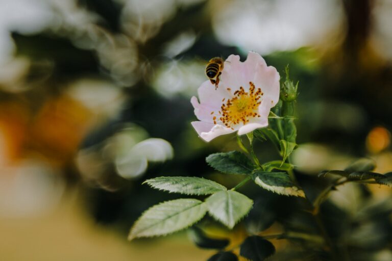 blühende Blume im Garten von Dwór Korona Karkonosze