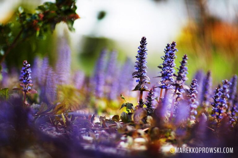 Blumen im Garten der Krone des Gutshofes Karkonosze in Sosnówka bei Karpacz