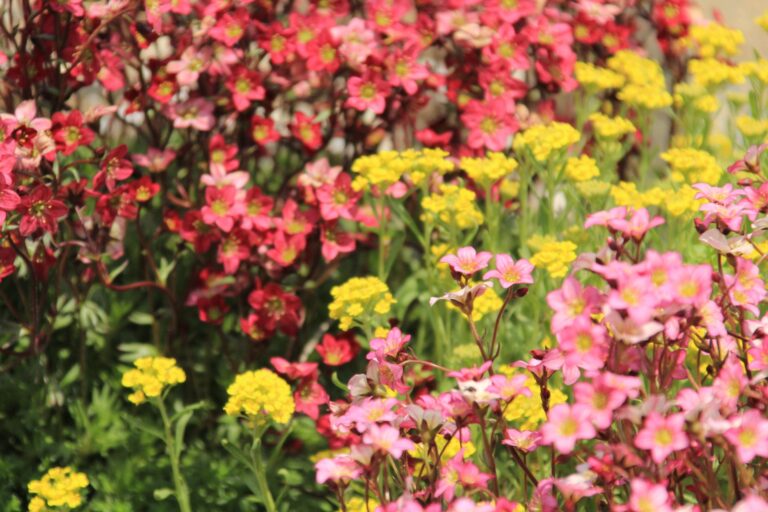 Blumen im Garten der Krone des Gutshofes Karkonosze in Sosnówka bei Karpacz