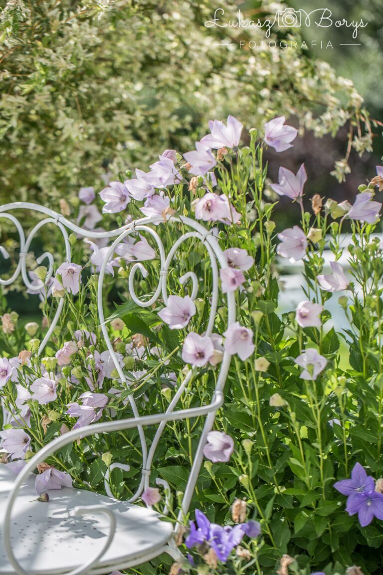 Blumen im Garten, Dwór Korona Karkonoszy Sosnówka bei Karpacz