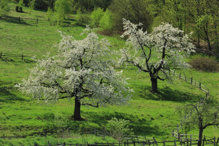 kwitnące drzewa, okolice Dworu Korona Karkonoszy Sosnówka koło Karpacza
