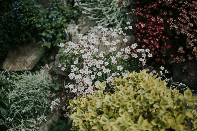kwitnące kwiaty w ogrodzie Dworu Korona Karkonoszy
