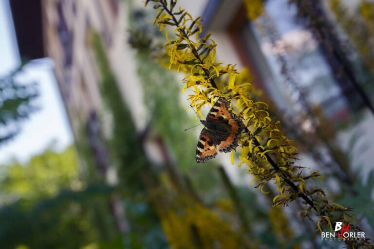 Schmetterling im Garten der Krone des Gutshofes Karkonosze in Sosnówka bei Karpacz