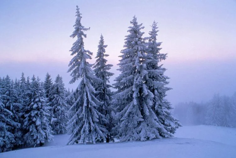 mountain forest in winter
