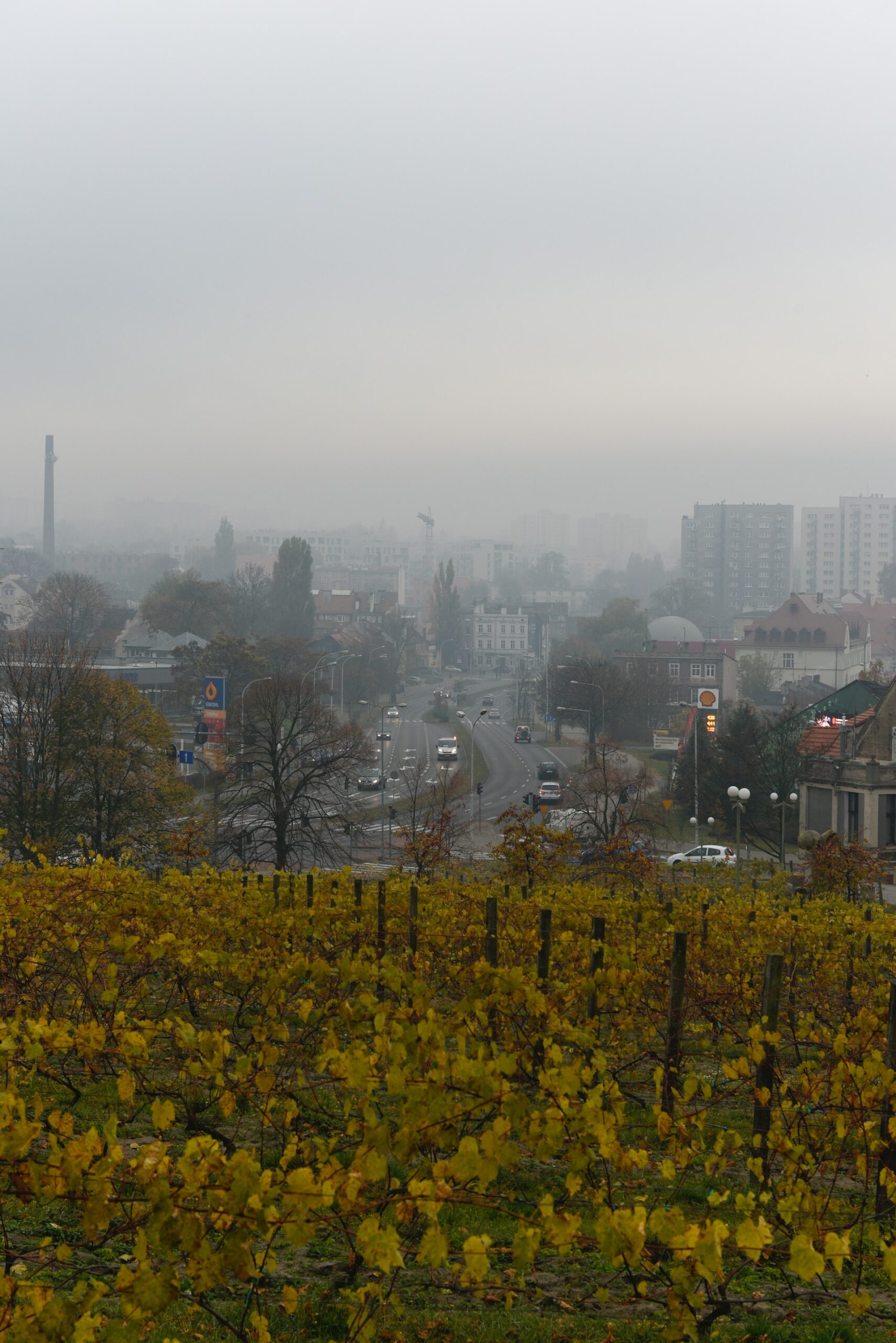 Zielona Góra winnice